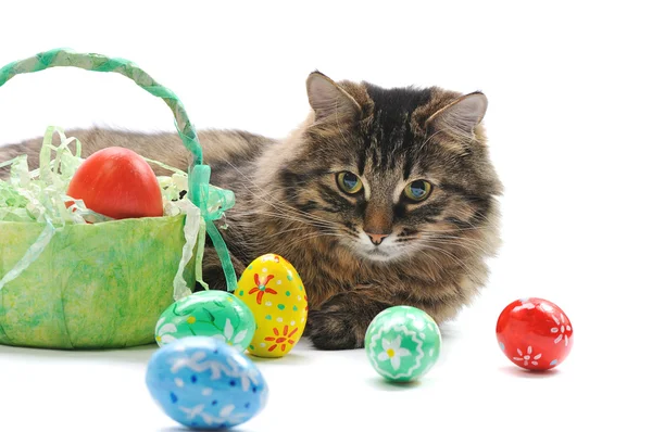 Cat and easter eggs — Stock Photo, Image