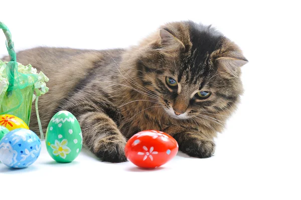 stock image Cat and easter eggs