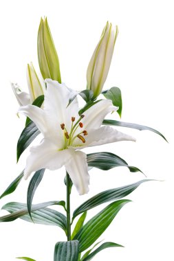 White lily clipart