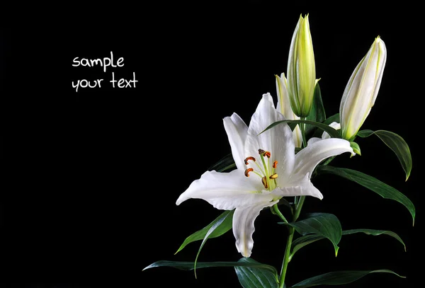 Weiße Lilie auf schwarz — Stockfoto