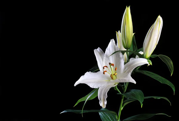 White lily on black — Stock Photo, Image