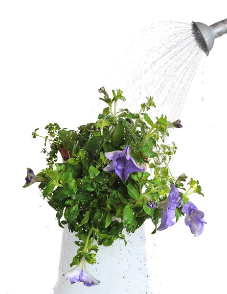 Huis planten water geven — Stockfoto