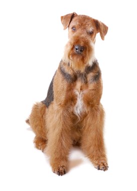 Airedale köpek