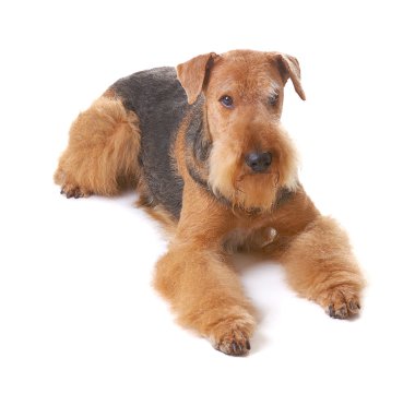 Dog Airedale clipart