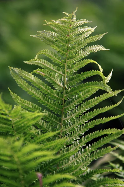 stock image Green Fern