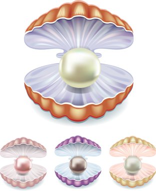 Set of pearls in the shells of different colors clipart