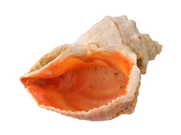 stock image Seashell