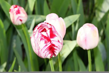 Tulips in the garden clipart