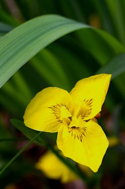 Iris flower clipart