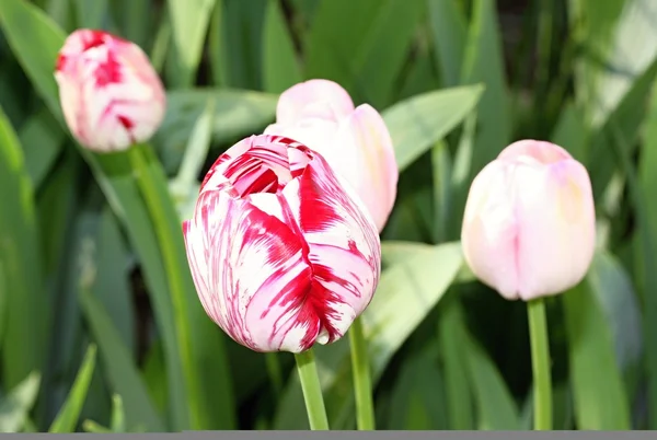 Tulipany w ogrodzie — Zdjęcie stockowe