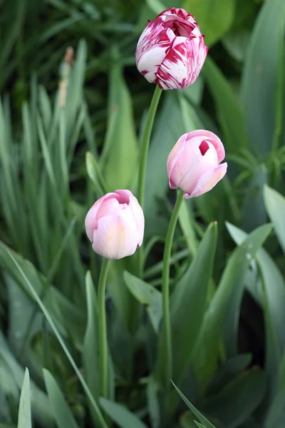 Pink and red & white tulips — Stock Photo, Image