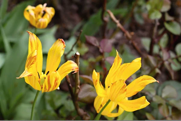 Bright Yellow Tulip — Stock Photo, Image