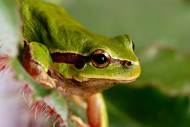 Green Tree Frog clipart