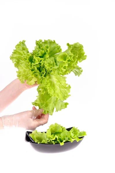 Hands holding green salad in the plate isolated on the white bac — Stock Photo, Image