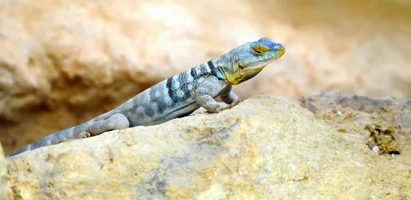 Iguana, leguan på sten - Stock-foto