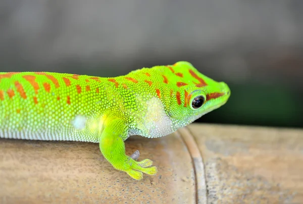 Ještěrka zelená gecko — Stock fotografie