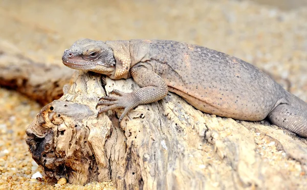 Iguana, leguan kurumuş bir ağaç üzerinde — Stok fotoğraf