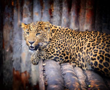 leopar