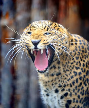 leopar