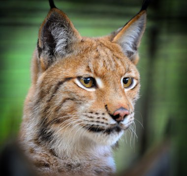 Portrait of lynx clipart