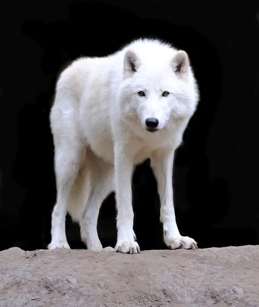 Biały Wilk — Zdjęcie stockowe