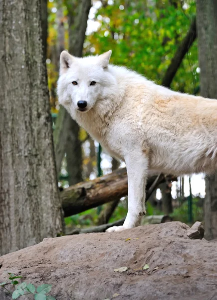 Loup blanc — Photo