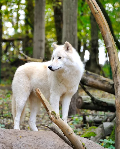 Lobo blanco —  Fotos de Stock