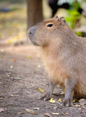 Capibara (Hydrochoerus hydrochaeris)