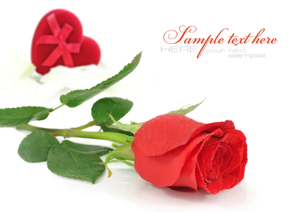 Rosa rossa con velluto rosso Scatola regalo a forma di cuore su uno schienale bianco — Foto Stock