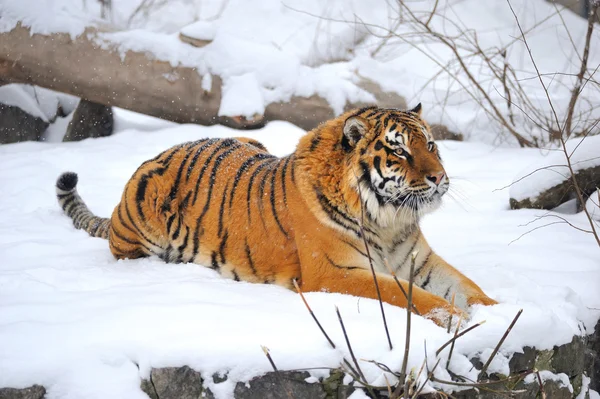 Tygrys syberyjski co siedzi na śniegu — Zdjęcie stockowe