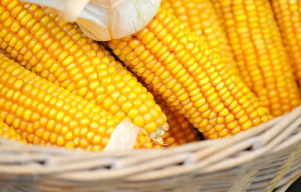 Corn in a basket — Stock Photo, Image