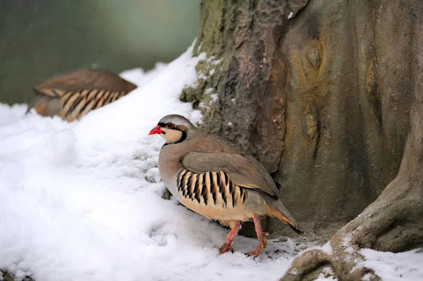 Stock image Partridge in winter