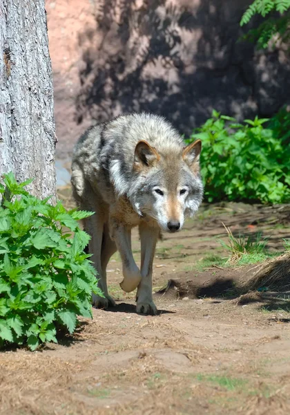 Лесной волк (Canis lupus ) — стоковое фото
