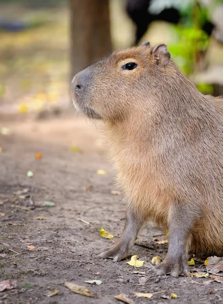 The capybara (Hydrochoerus hydrochaeris) — Stock Photo, Image