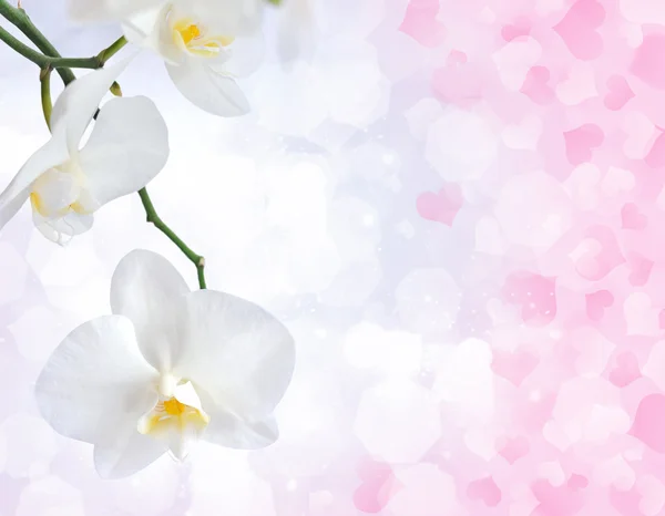 Schöne Orchidee auf einem Hintergrund mit dekorativen Herzen — Stockfoto