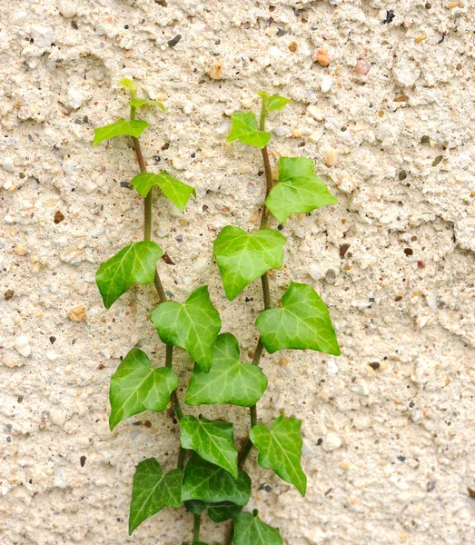 stock image Ivy on wall