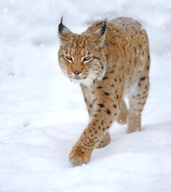 Beautiful wild lynx in winter clipart