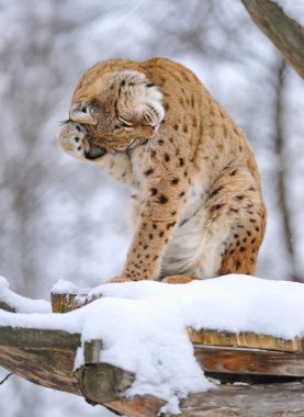 Kışın güzel vahşi lynx