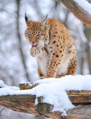 Lynx in winter clipart