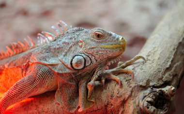 ahşap üzerine büyük iguana