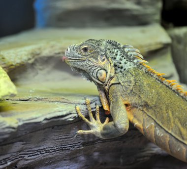 tatlı genç kahverengi iguana sürüngen