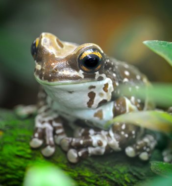 Trachycephalus resinifictrix (Harlequin frog) is sitting on tree clipart