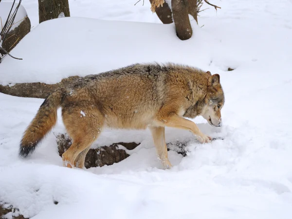 Прекрасный серый волк зимой — стоковое фото