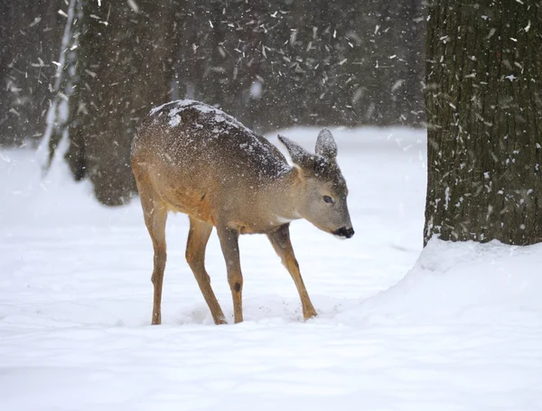 Hermoso ciervo en bosque de invierno — Foto de Stock