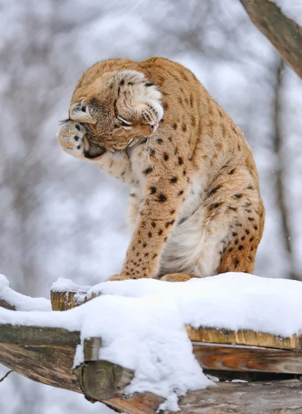 Kışın güzel vahşi lynx — Stok fotoğraf