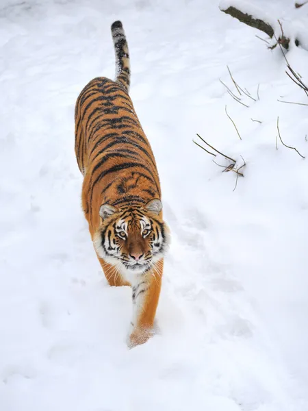 Beautiful wild siberian tiger on snow — Stock Photo, Image