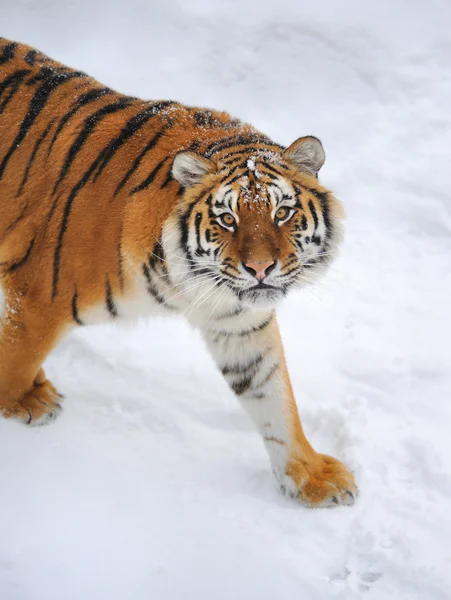 Kar üzerinde güzel vahşi Sibirya kaplanı — Stok fotoğraf