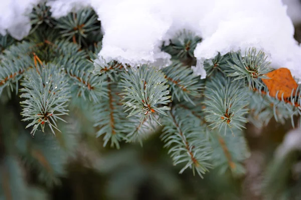 Branch of fir-tree is with snow close — Stock Photo, Image