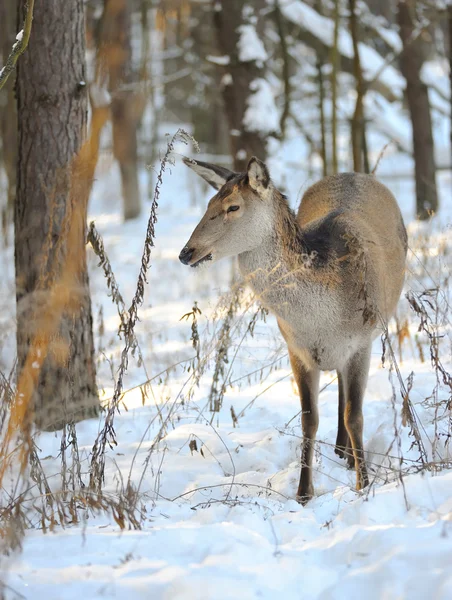 Beau cerf dans la forêt d'hiver — Photo