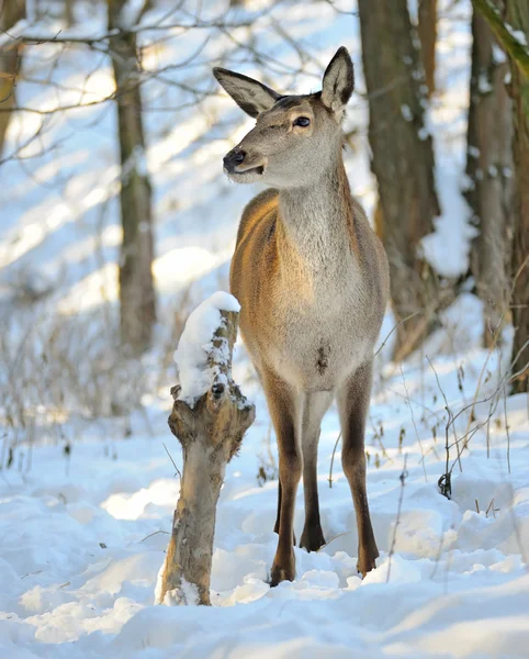 Piękne jelenie w lesie zimą — Zdjęcie stockowe
